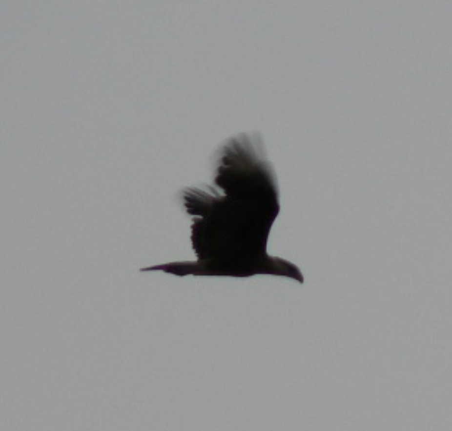 Crested Caracara (Northern) - ML509267701