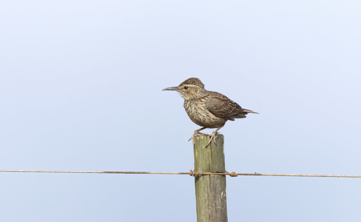 Cape Long-billed Lark (Agulhas) - Timo Mitzen