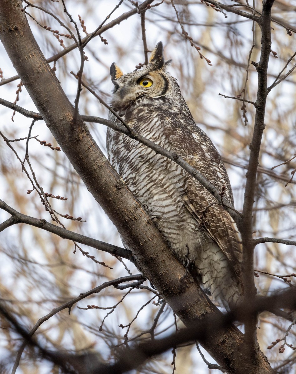 Great Horned Owl - ML509268011