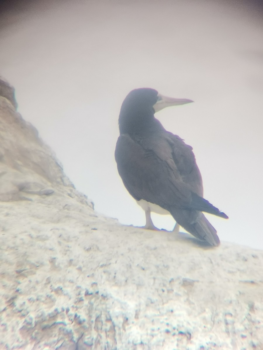 Brown Booby - ML509268321