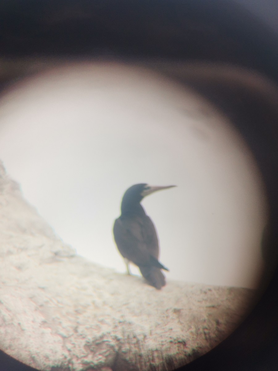 Brown Booby - Nicolas Araya Stuardo