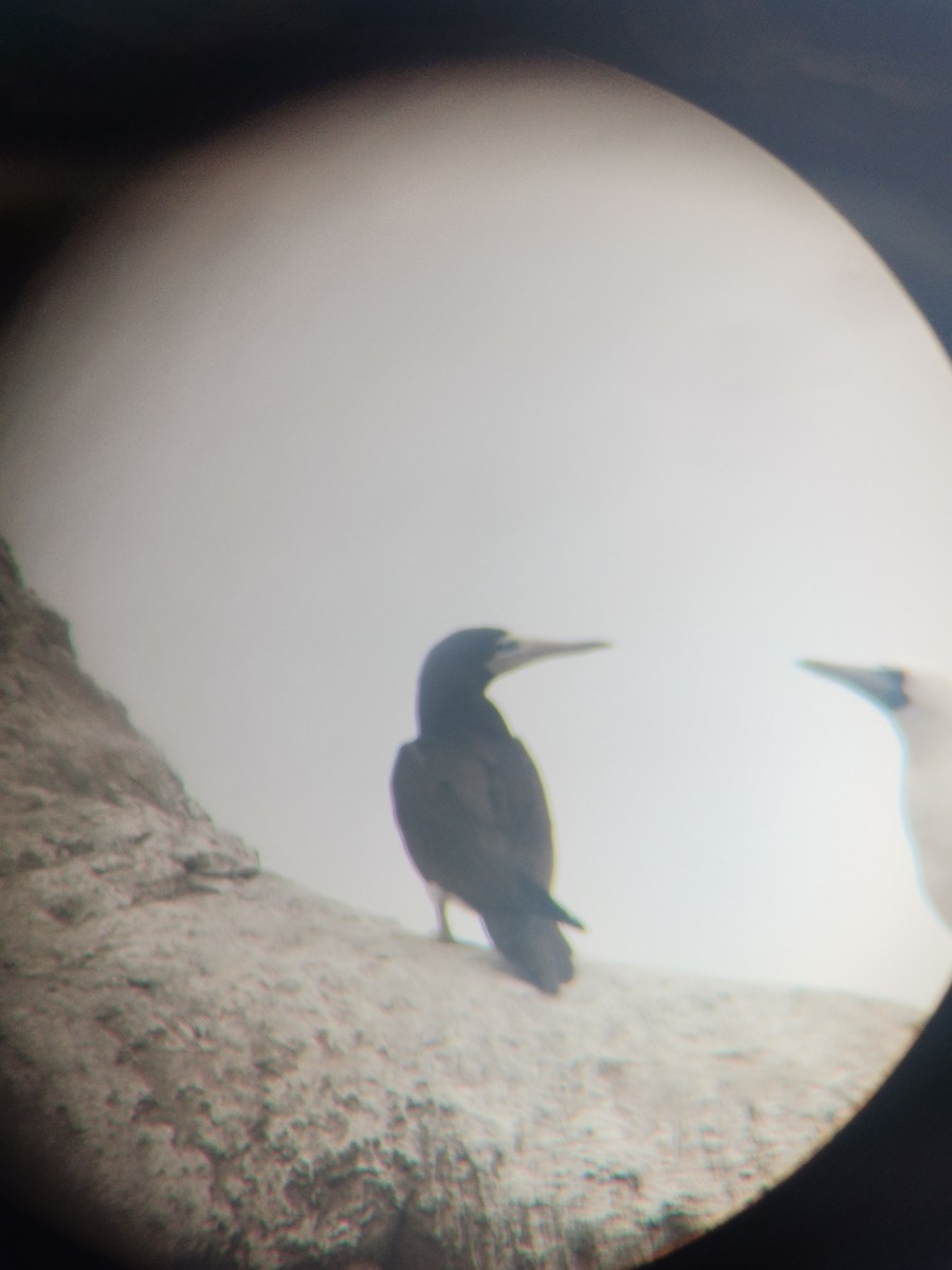 Brown Booby - ML509268351