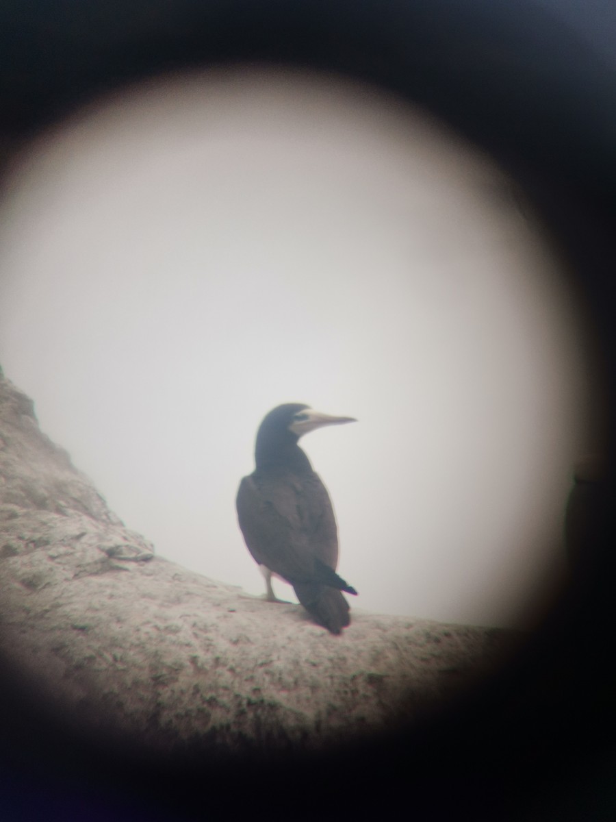 Brown Booby - ML509268361