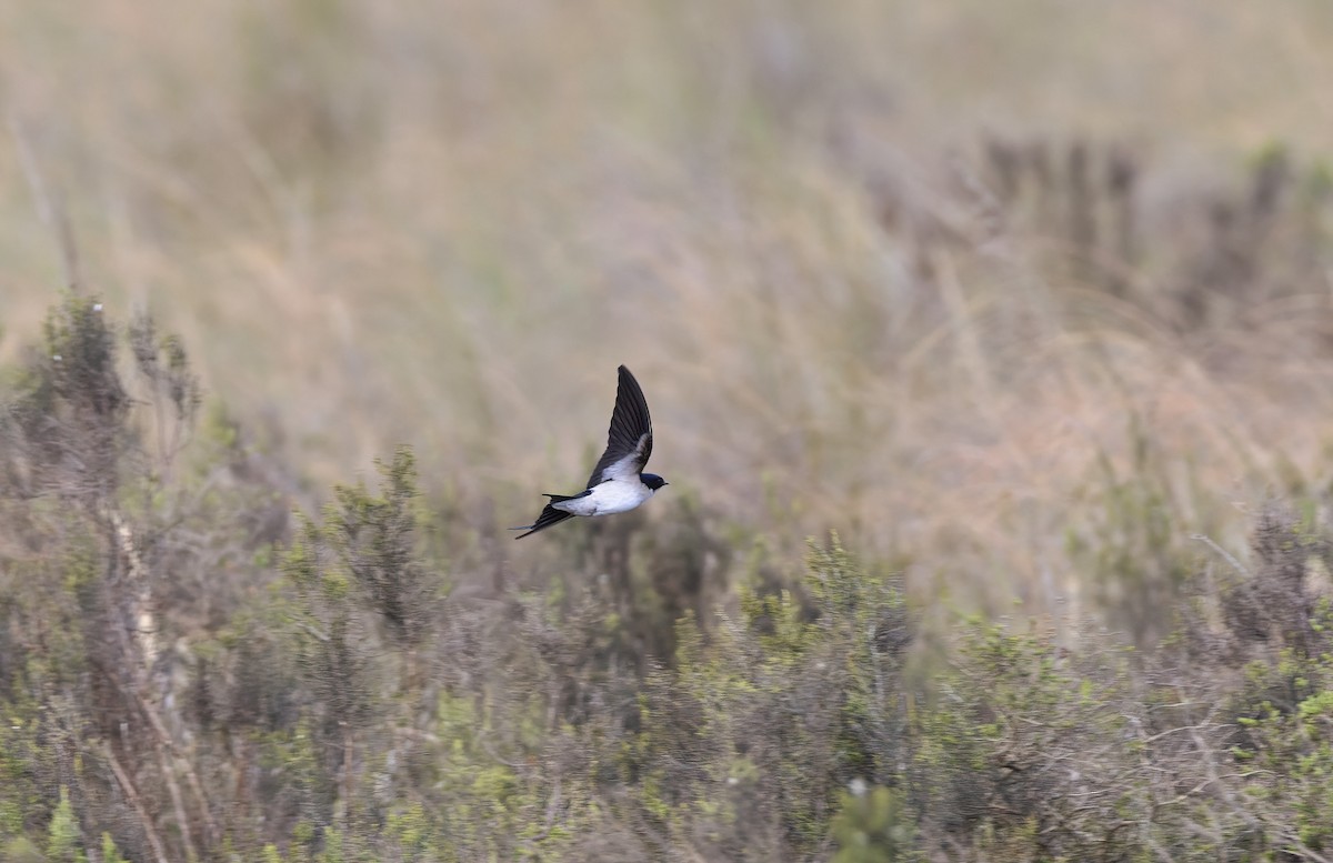 Pearl-breasted Swallow - ML509268641