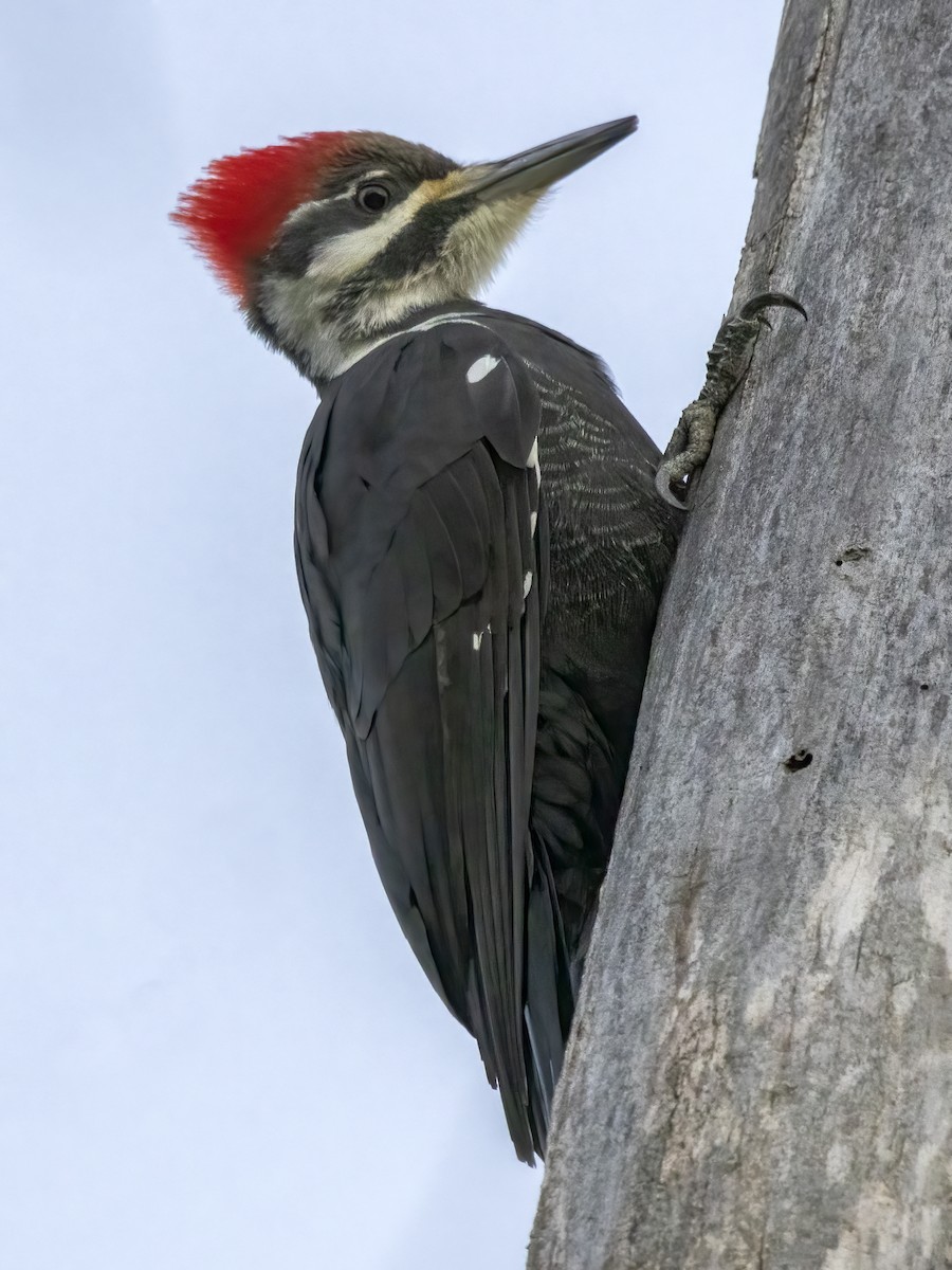 Pileated Woodpecker - Jorge Montalvo