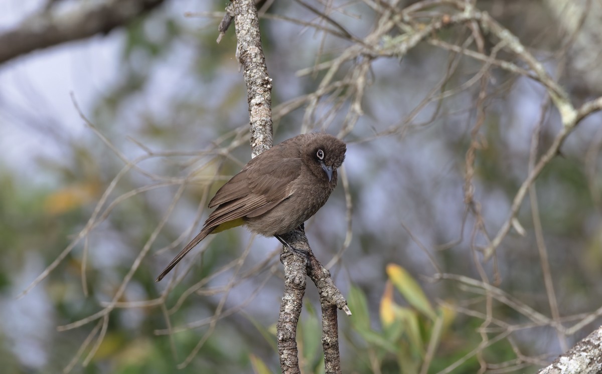 Cape Bulbul - ML509269371