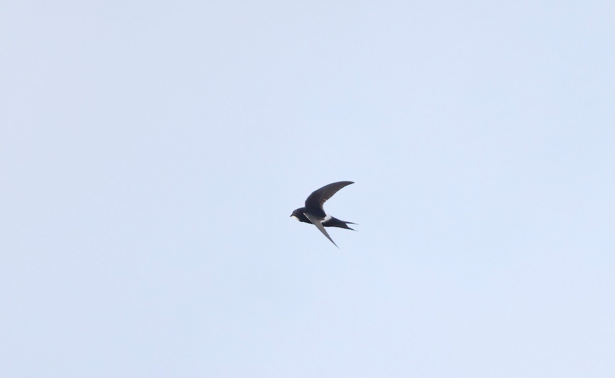 White-rumped Swift - ML509269861