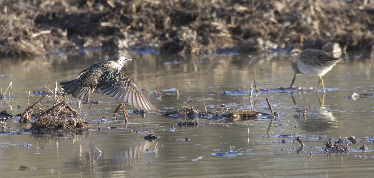 European Starling - ML509270091