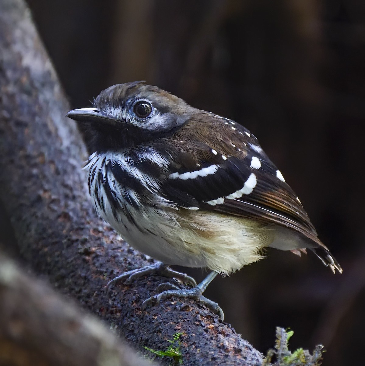 Dot-backed Antbird - Mike Melton