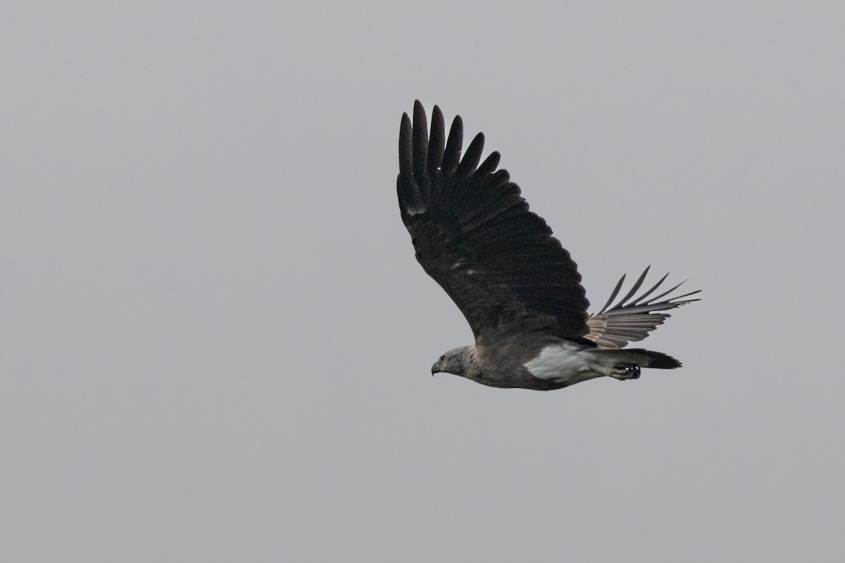 Lesser Fish-Eagle - ML509271551