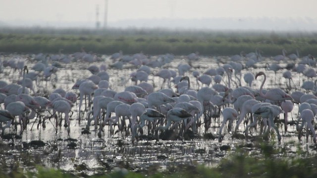 Greater Flamingo - ML509272431
