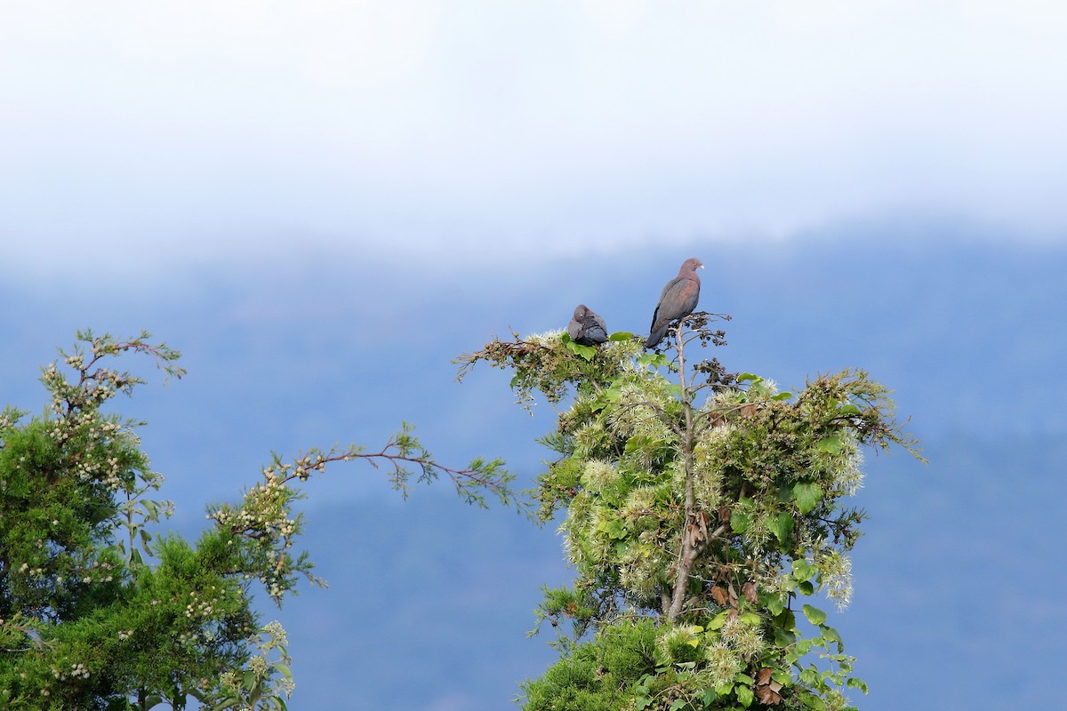 holub středoamerický - ML509272541