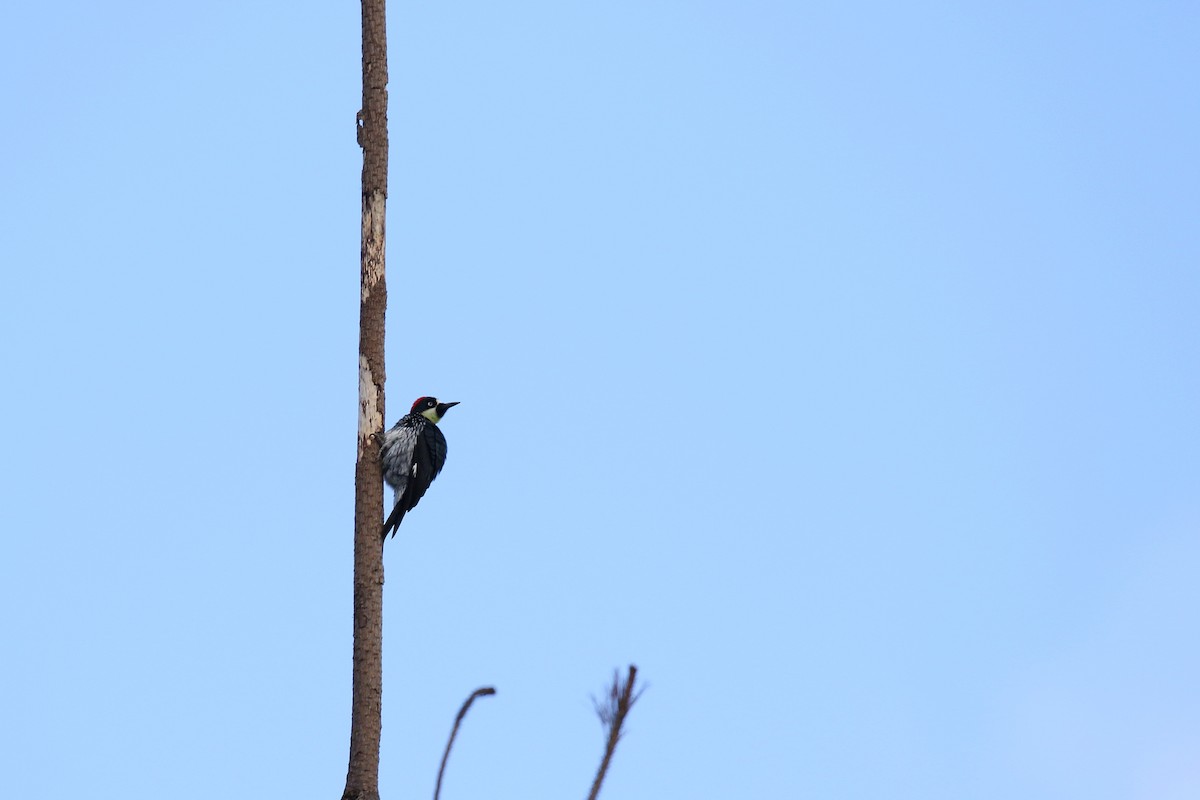 Acorn Woodpecker - ML509272631