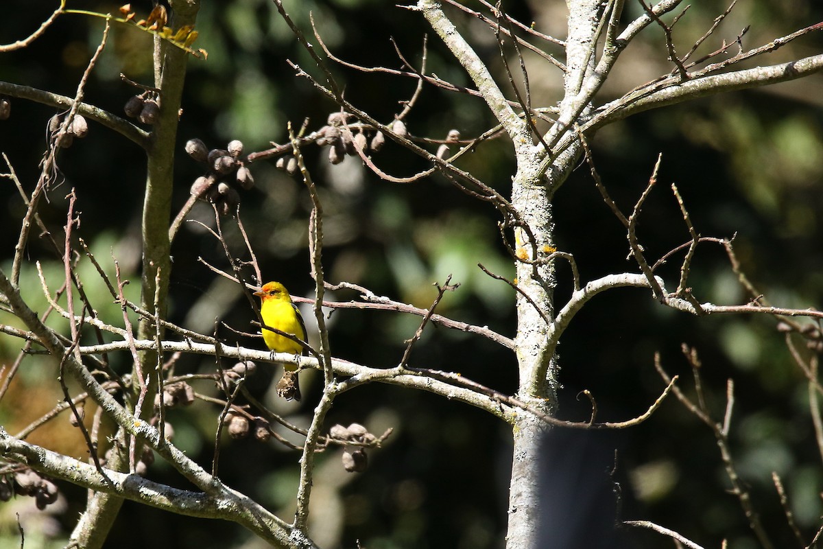 Western Tanager - ML509273421