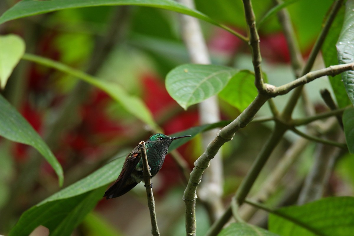 Blue-tailed Hummingbird - ML509274471