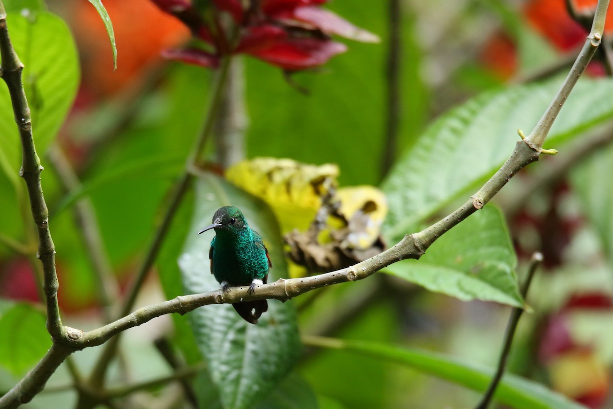 Blue-tailed Hummingbird - ML509274481