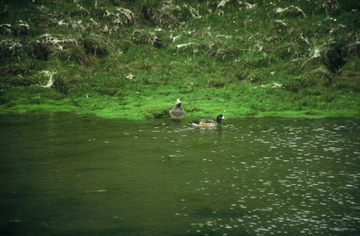 Chiloe Wigeon - ML509274641