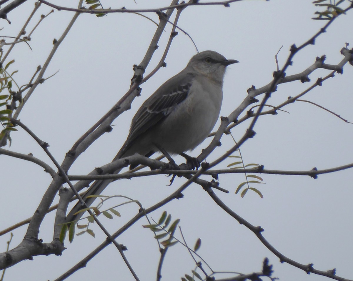 Northern Mockingbird - ML509275621