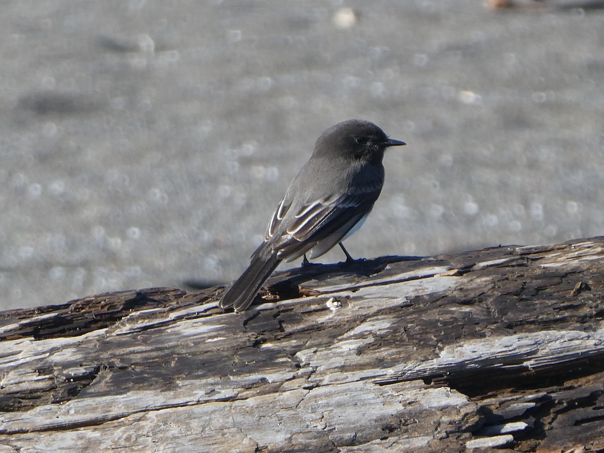 Black Phoebe - Robert Keiffer