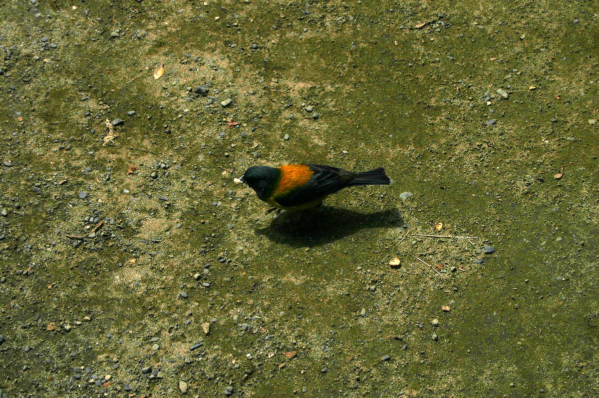 Patagonian Sierra Finch - ML509277941