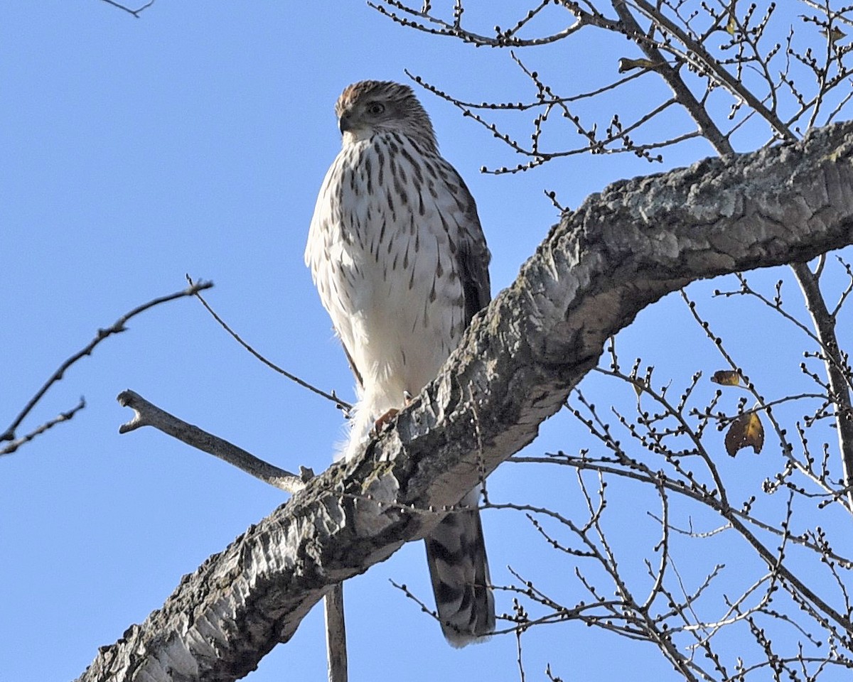Cooper's Hawk - ML509278591