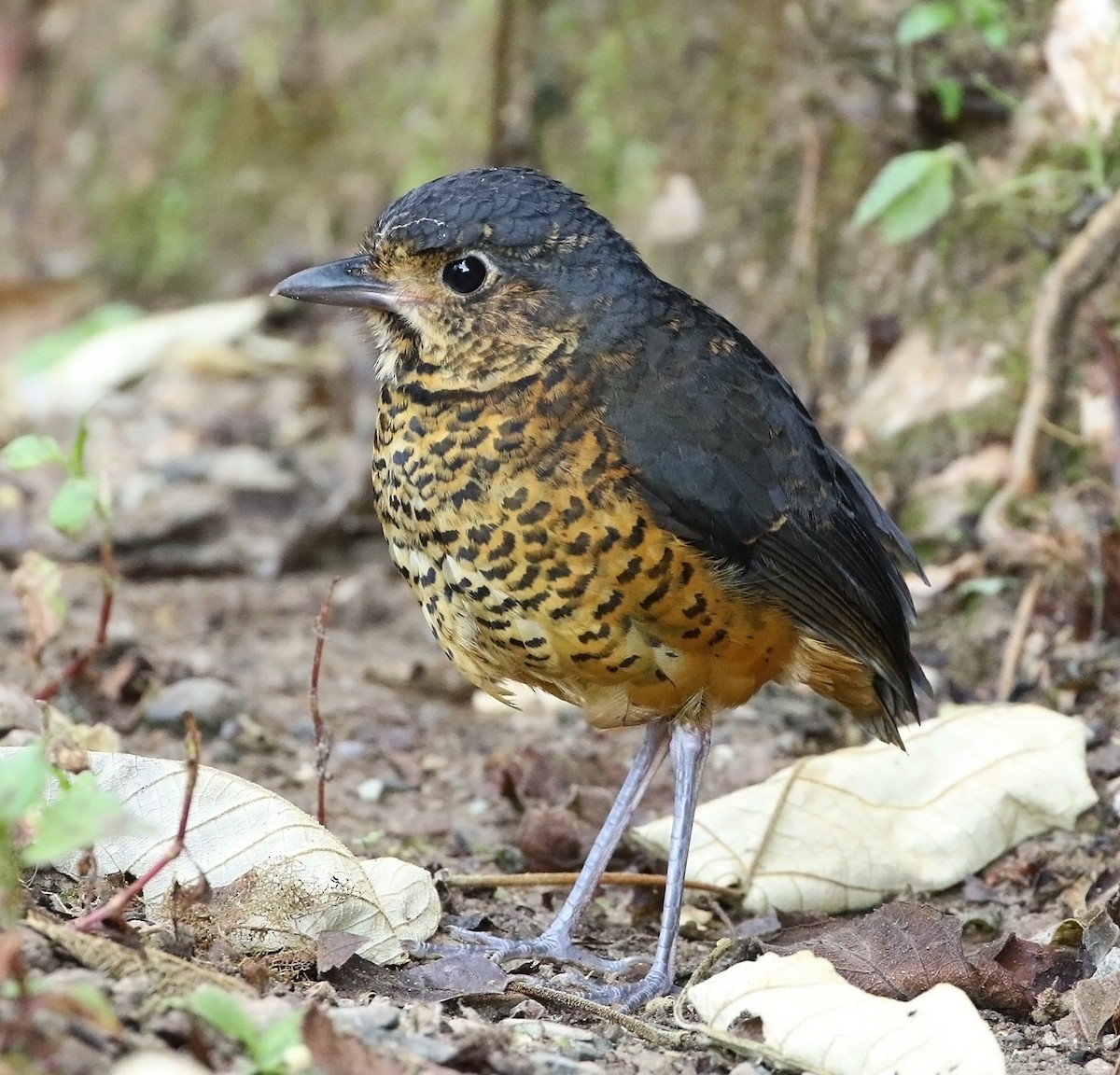 Undulated Antpitta - ML509278761