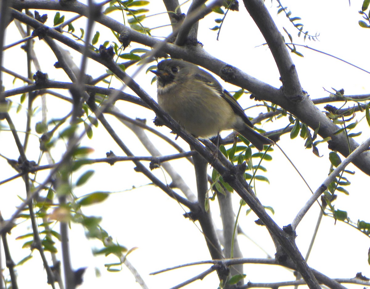 Ruby-crowned Kinglet - Lindsay Fitch