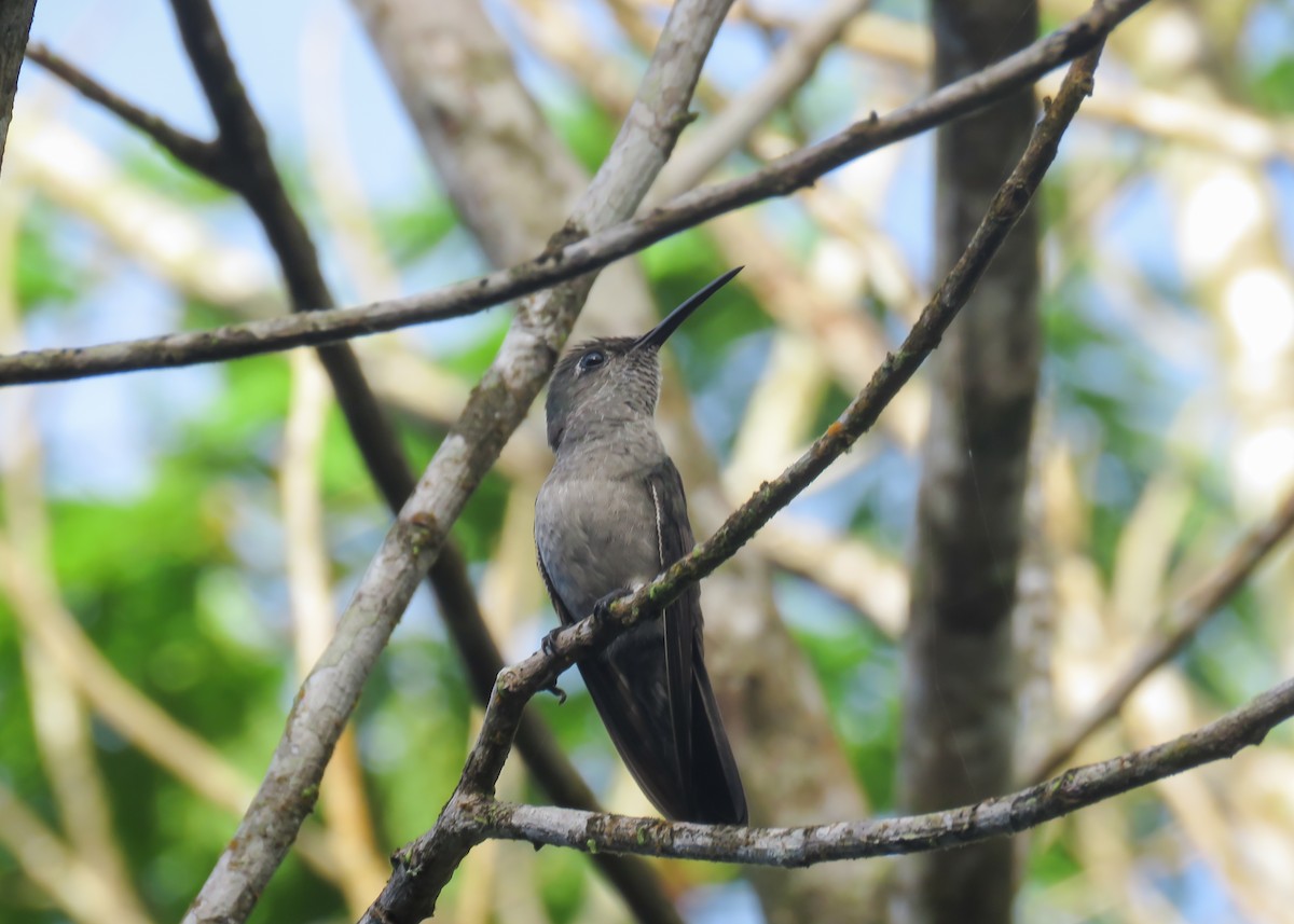 Colibrí Apagado - ML509279381