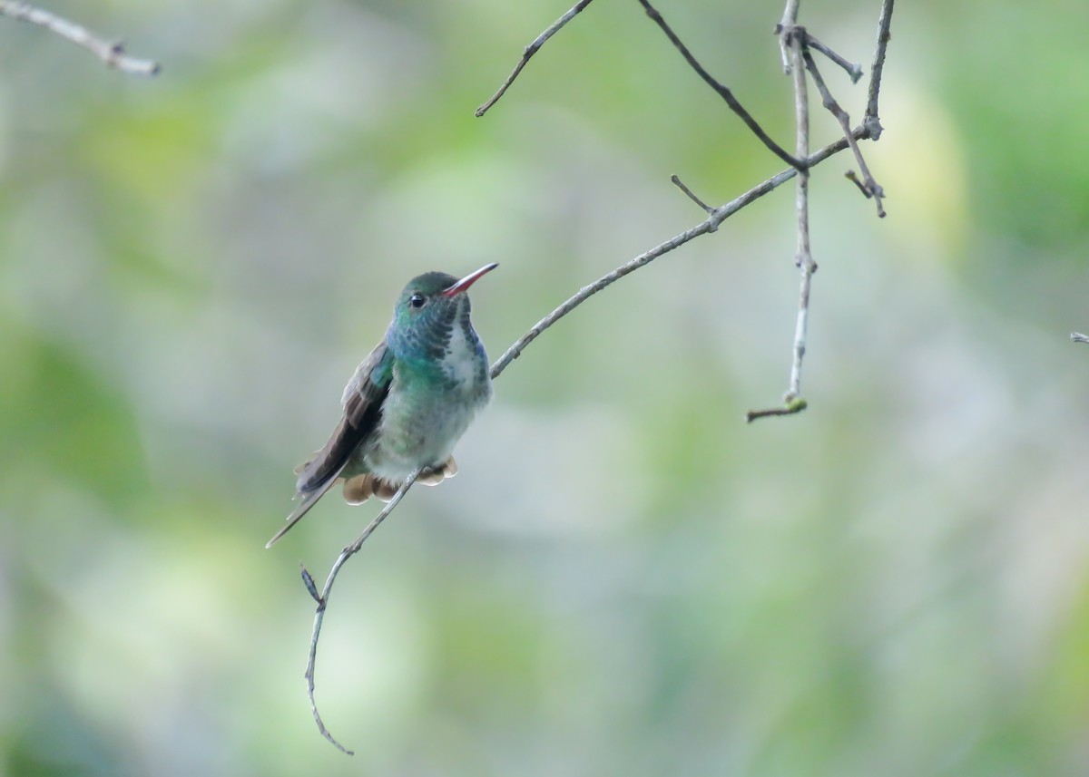 Versicolored Emerald - Arthur Gomes