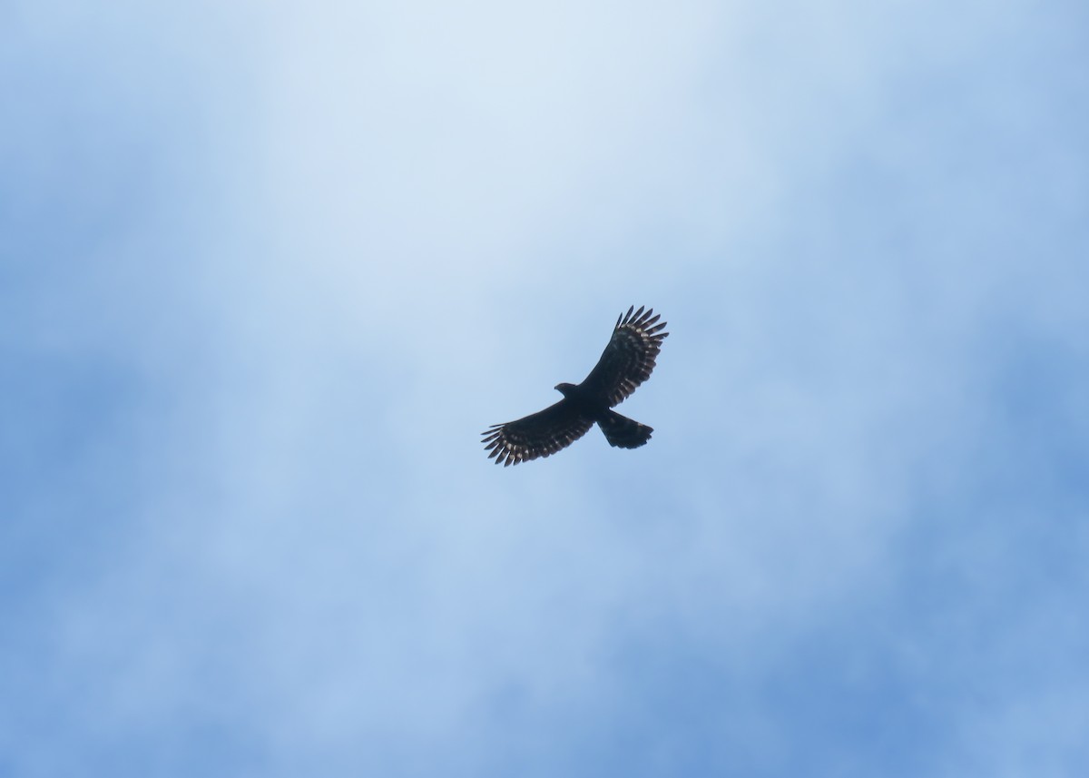 Чёрный хохлатый орёл - ML509280151