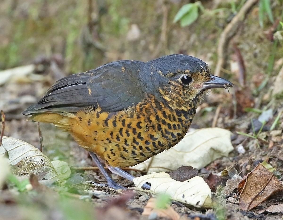 Undulated Antpitta - Trevor Ellery