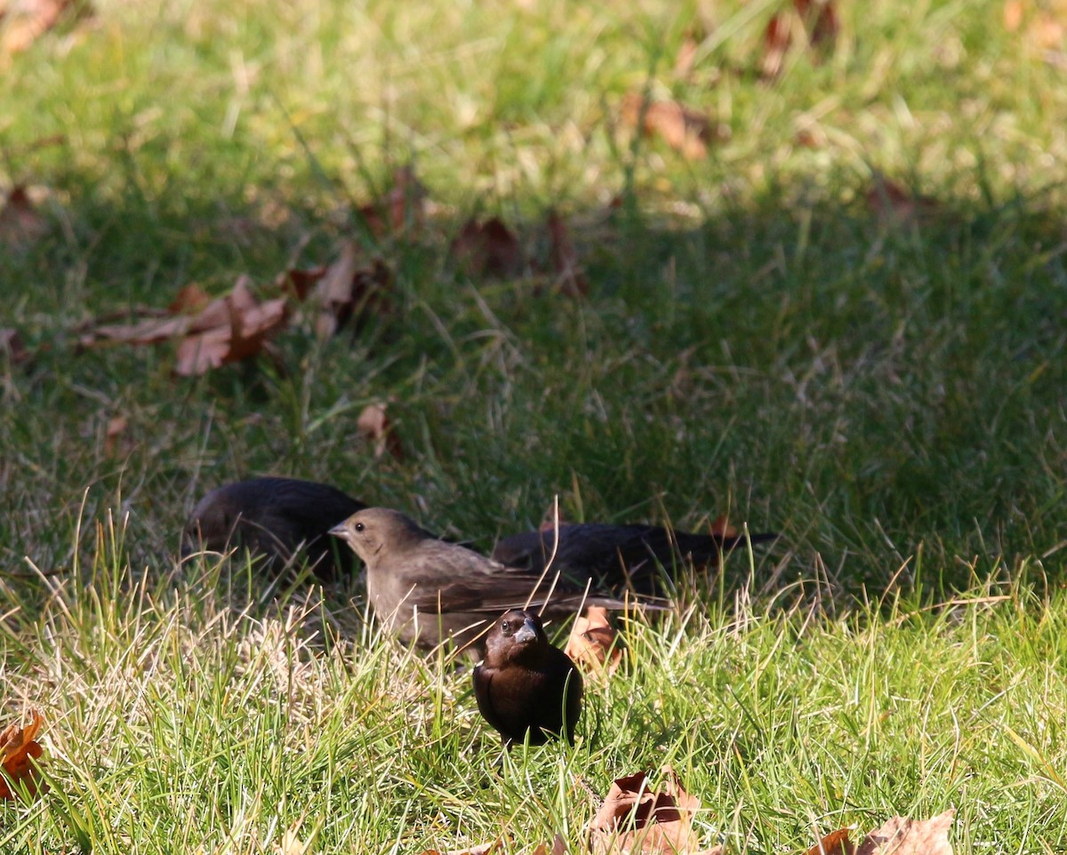 Brown-headed Cowbird - ML509280771