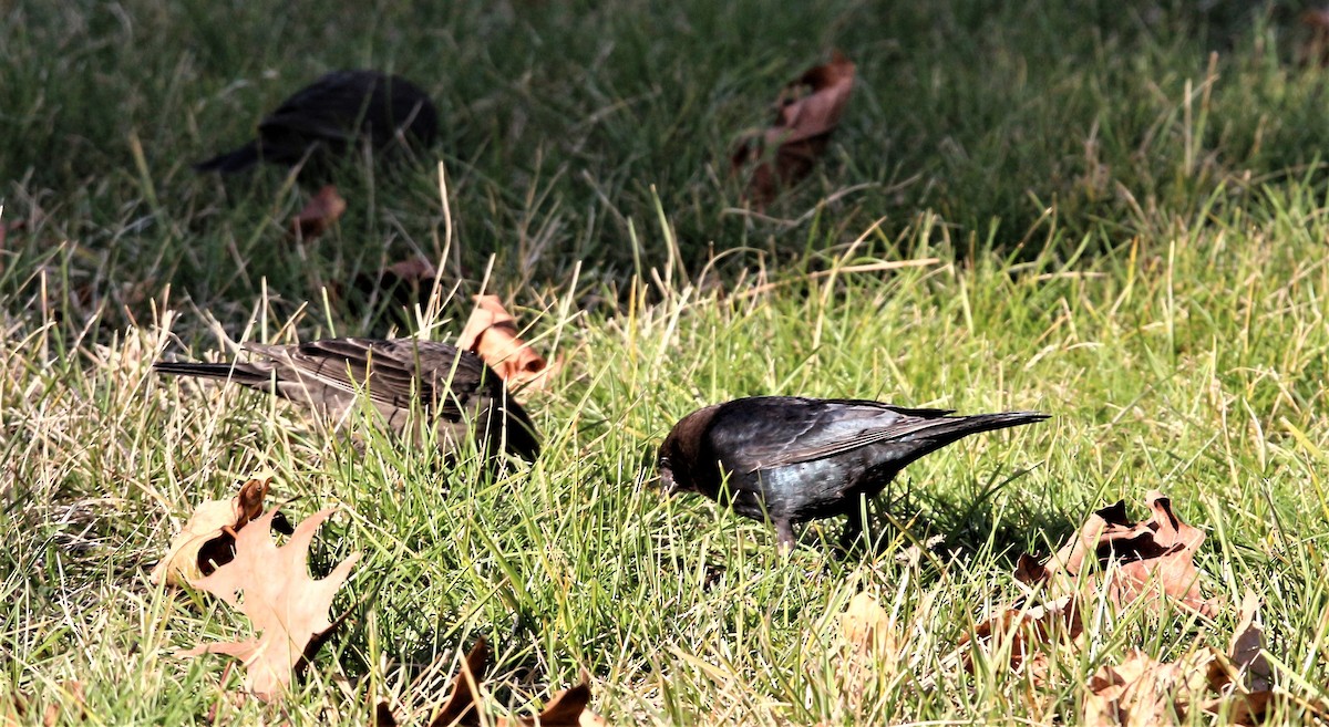 Brown-headed Cowbird - ML509280921