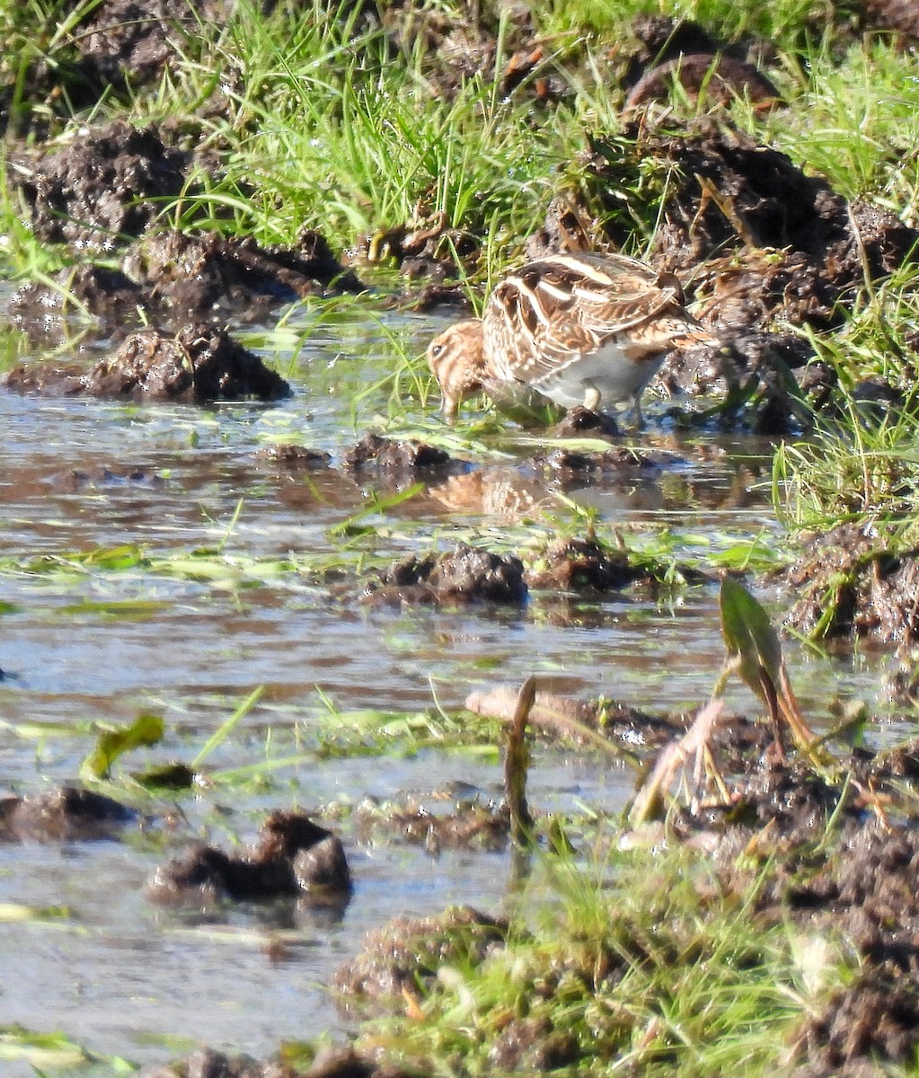 Common Snipe - ML509281671