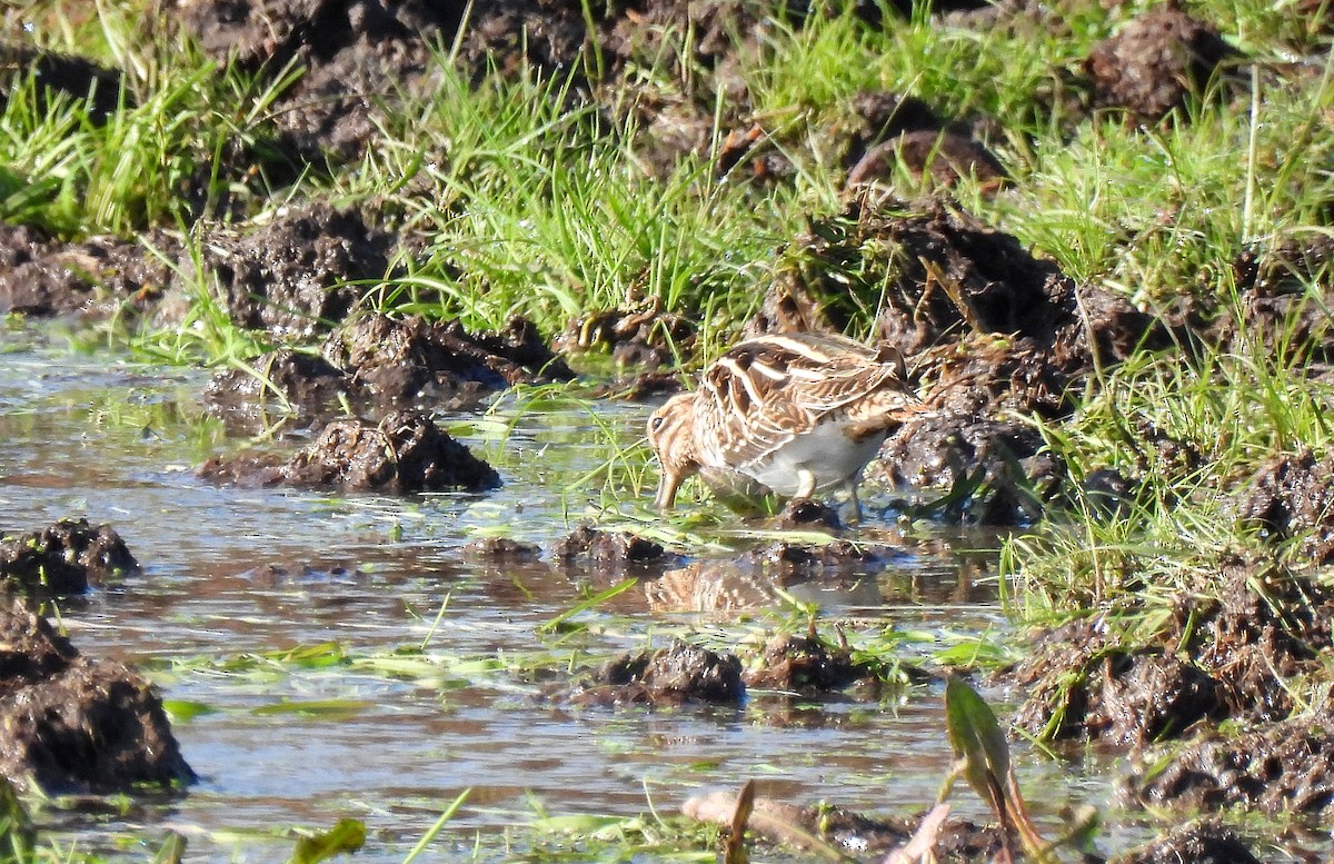 Common Snipe - ML509281691