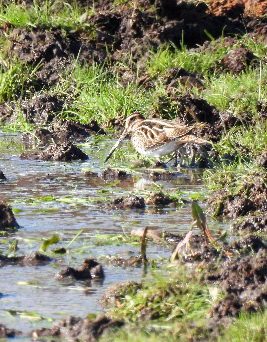 Common Snipe - ML509281701