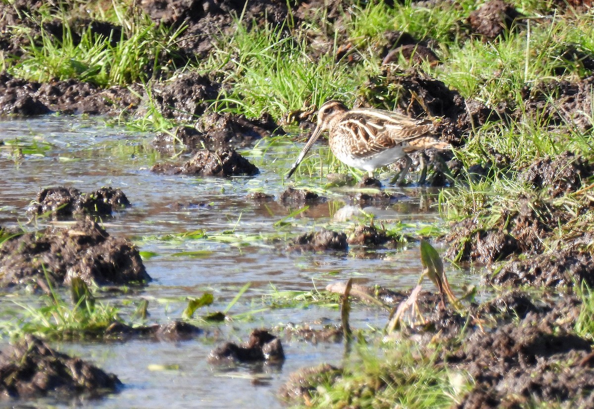 Common Snipe - ML509281711