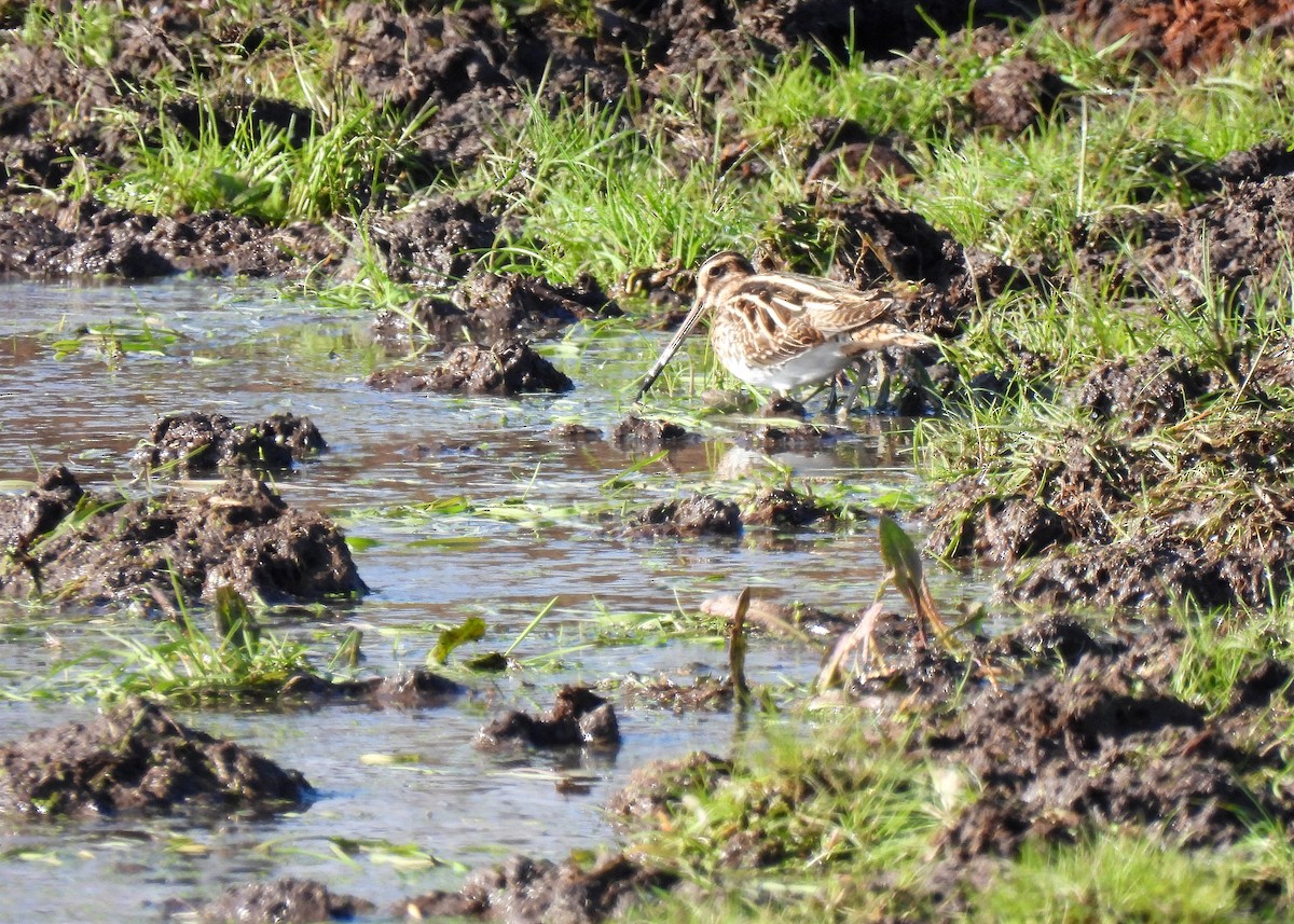 Common Snipe - ML509281721