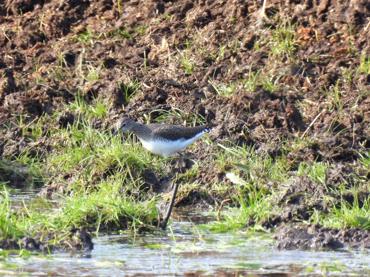 Green Sandpiper - ML509281861