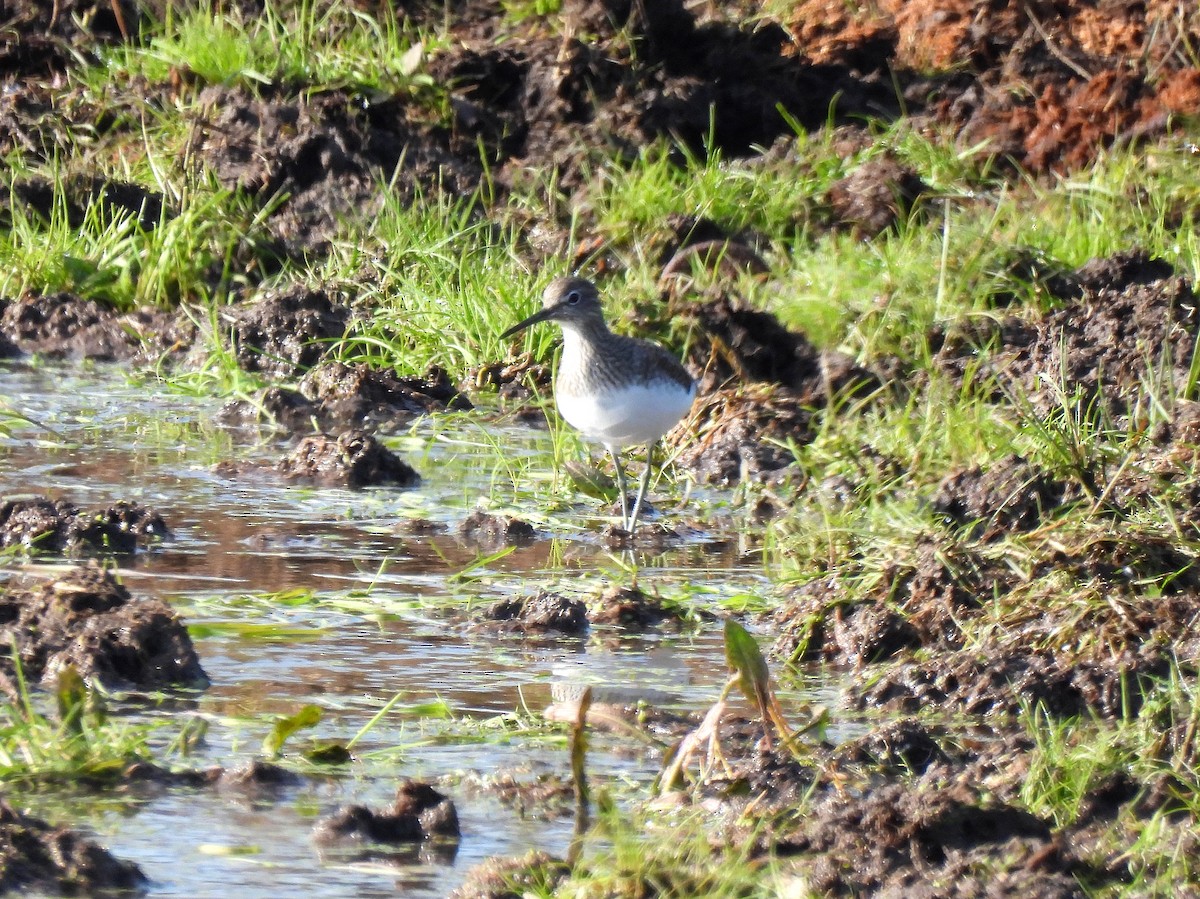 Green Sandpiper - ML509281871