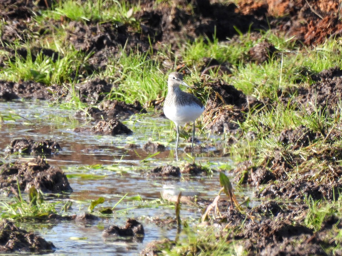 Green Sandpiper - ML509281881