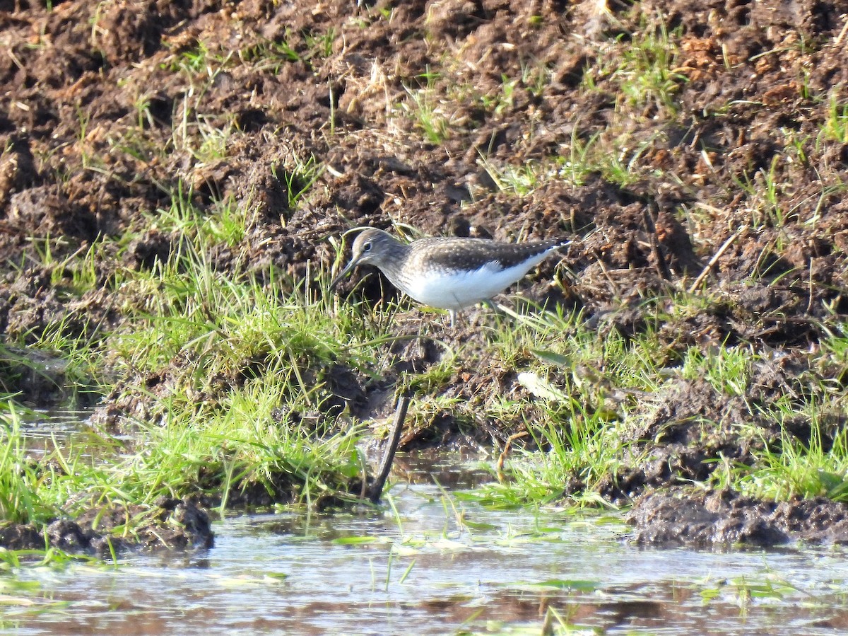 Green Sandpiper - Carlos Alberto Ramírez