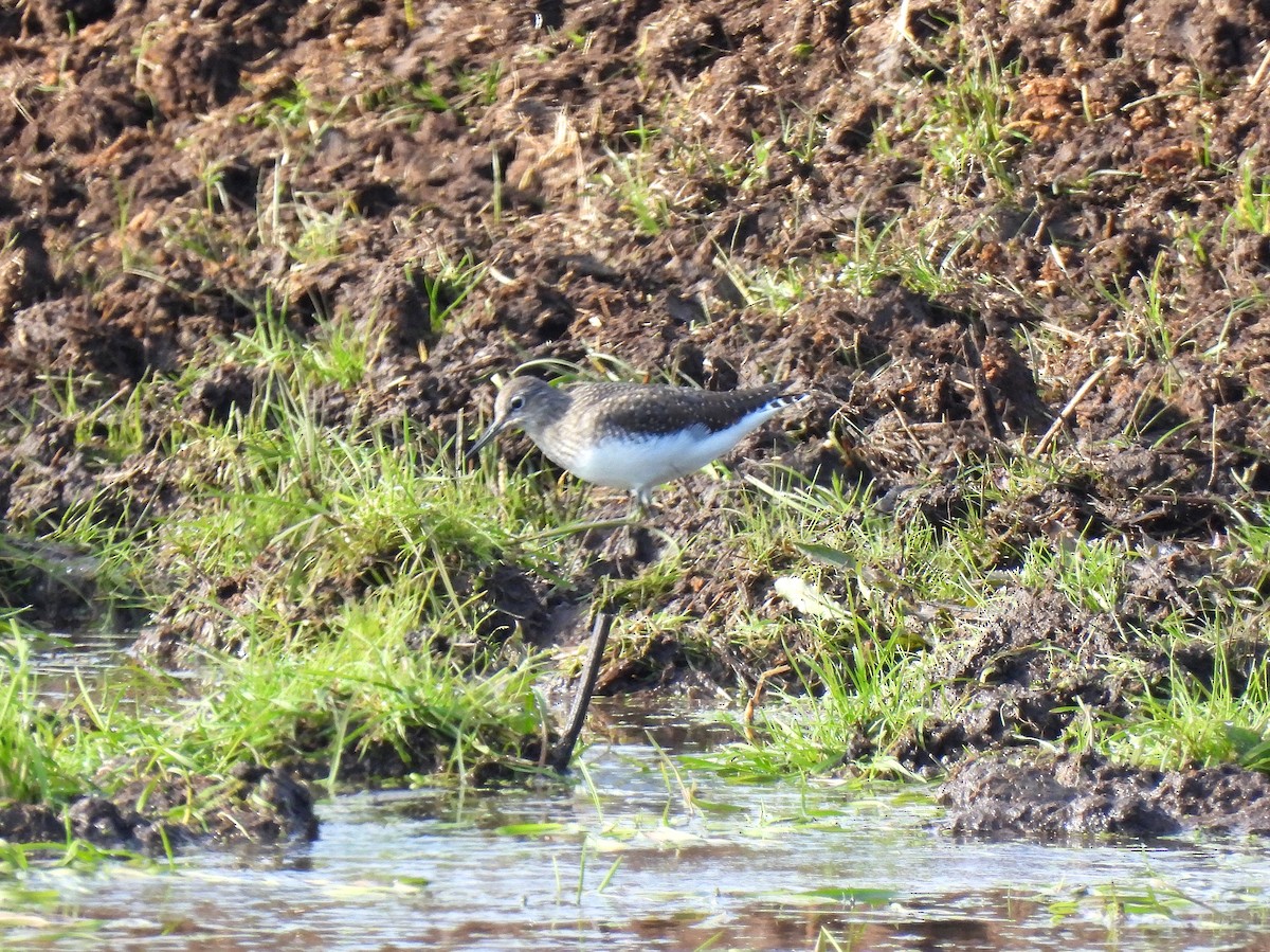 Green Sandpiper - ML509281901