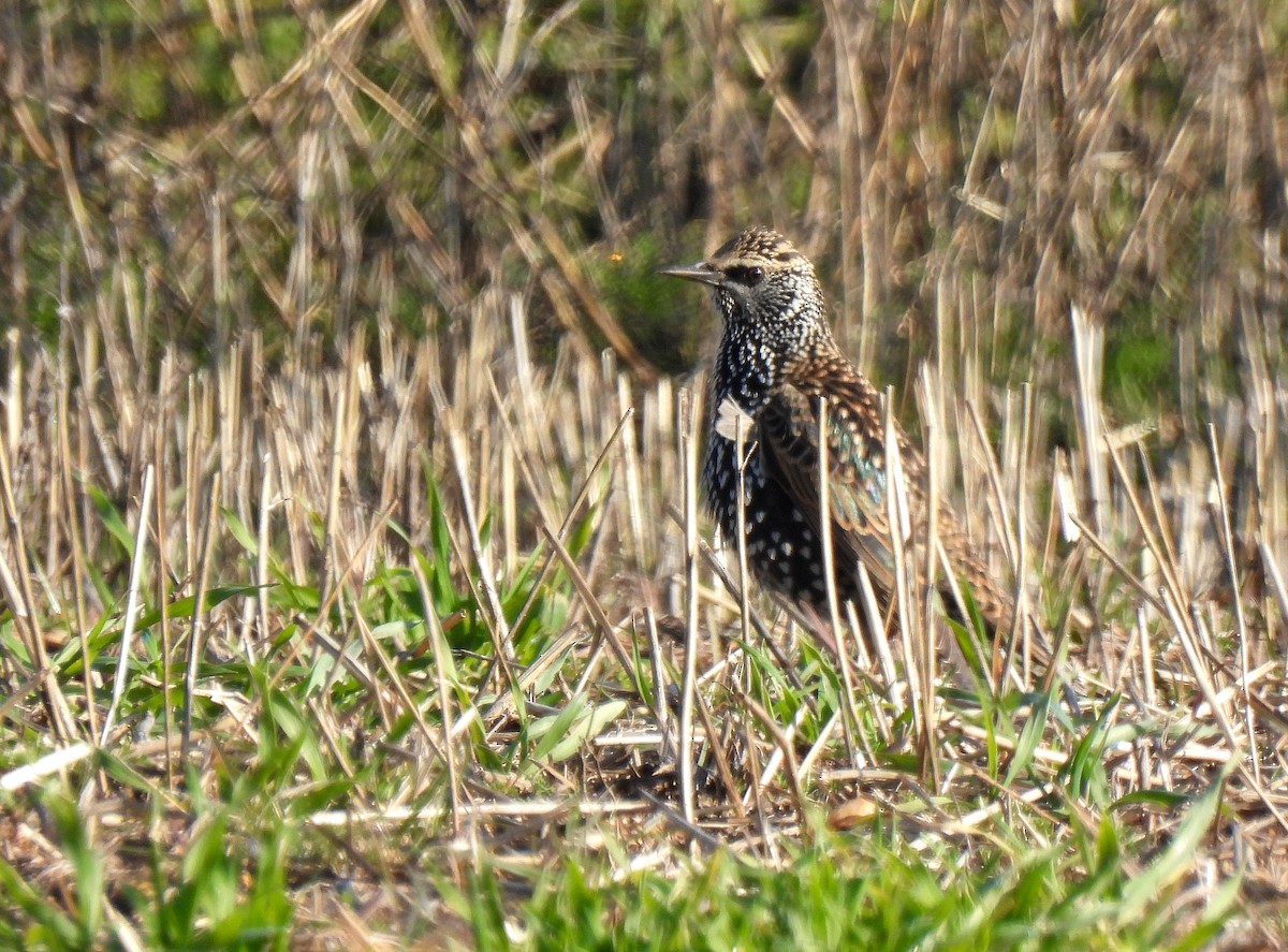 European Starling - ML509282011