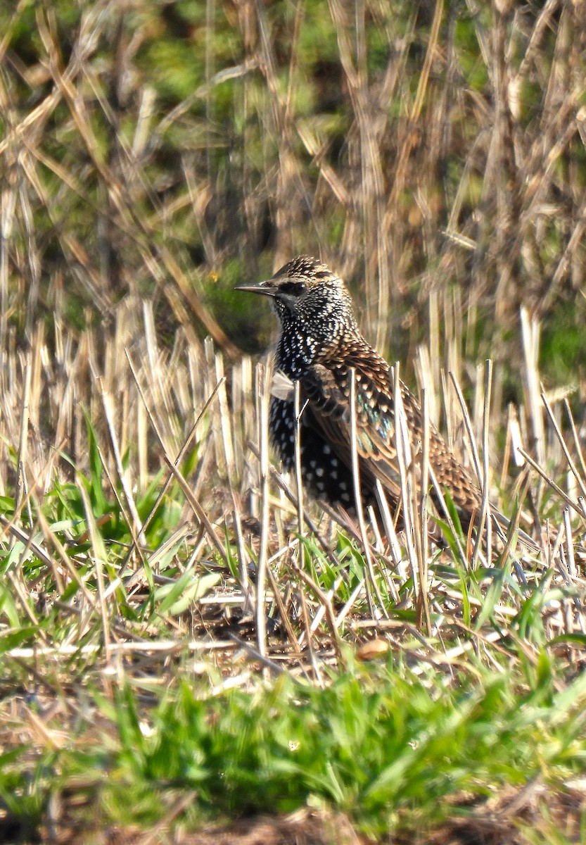 European Starling - ML509282021