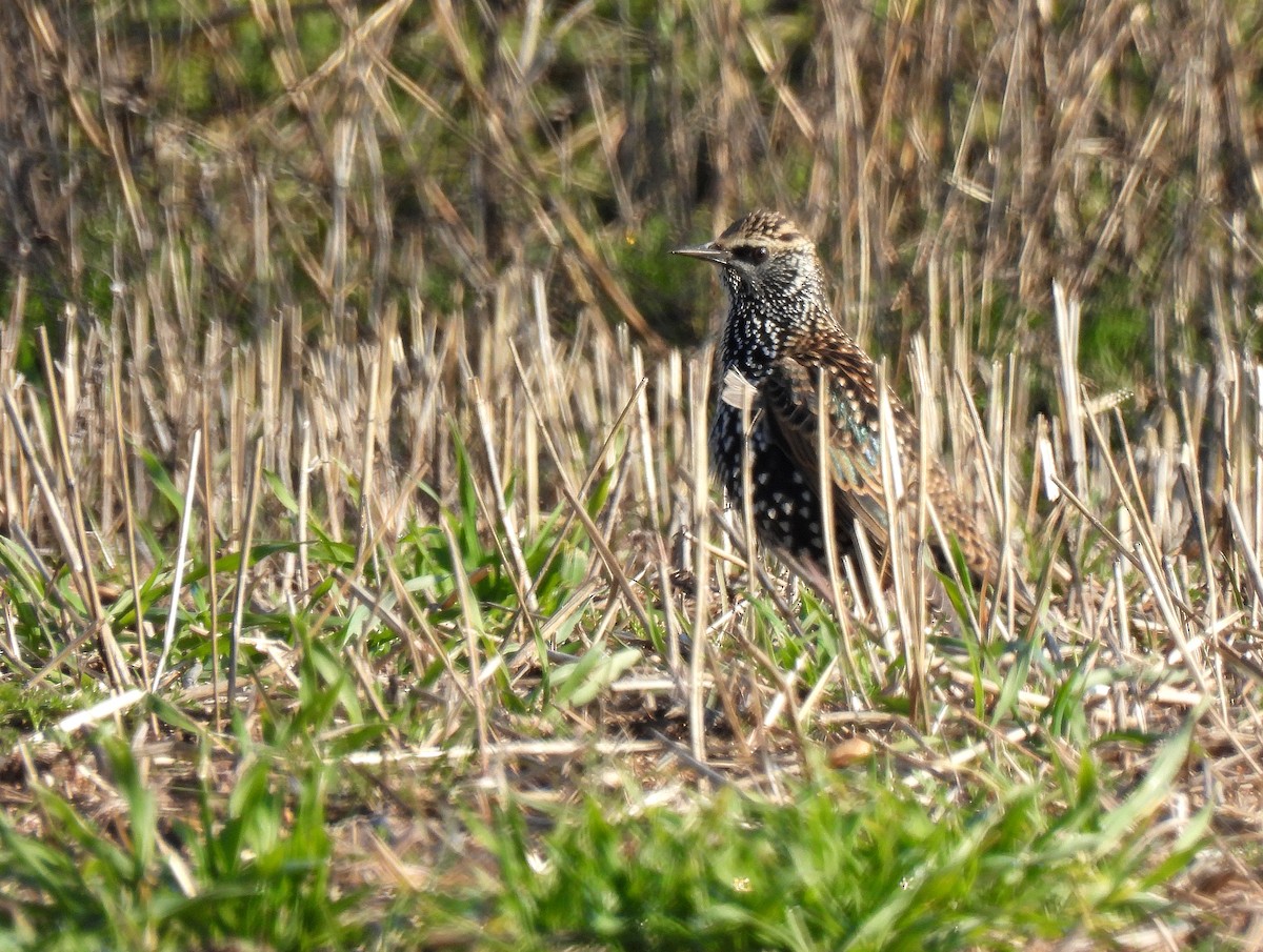 European Starling - ML509282031