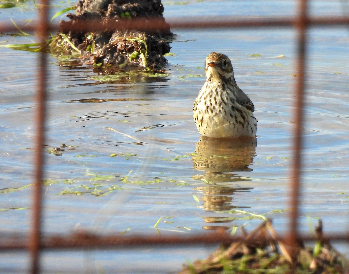 Meadow Pipit - ML509282231