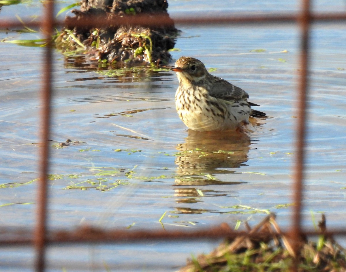 Meadow Pipit - ML509282241