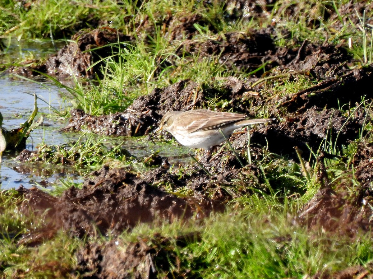 Meadow Pipit - ML509282251