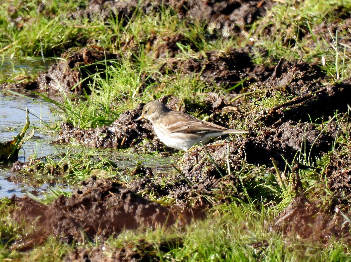 Meadow Pipit - ML509282261